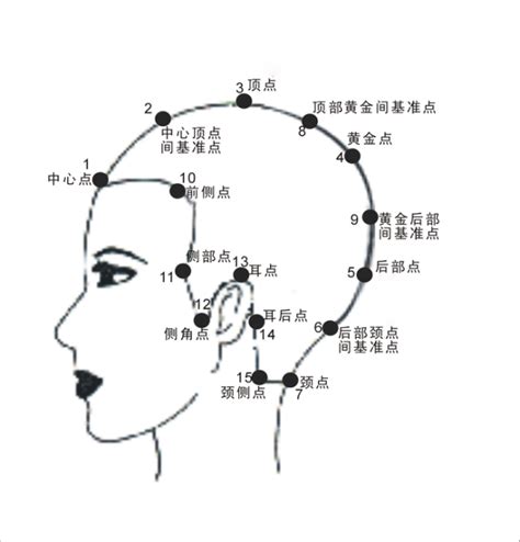 頭部七條基準線|髮型設計系列：15個基準點及7條主分區線的位置與作。